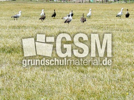 Magellangans (6 von 9).jpg